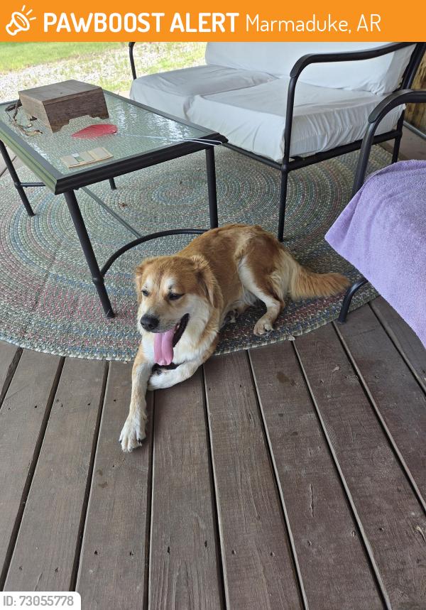 Found/Stray Female Dog last seen Greene RD 516 and Hwy 34 E, Marmaduke, AR, Marmaduke, AR 72443