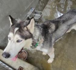 Shelter Stray Male Dog last seen , 1850 W 60th St, Los Angeles, CA 90047, USA