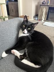 Lost Male Cat last seen Near S Battin St, Wichita, KS 67218, Wichita, KS 67218