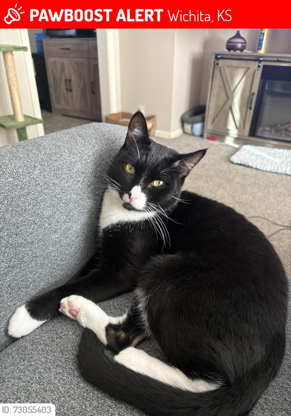 Lost Male Cat last seen Near S Battin St, Wichita, KS 67218, Wichita, KS 67218