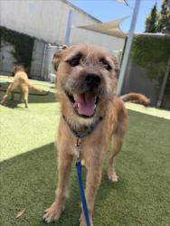 Shelter Stray Male Dog last seen , 1850 W 60th St, Los Angeles, CA 90047, USA