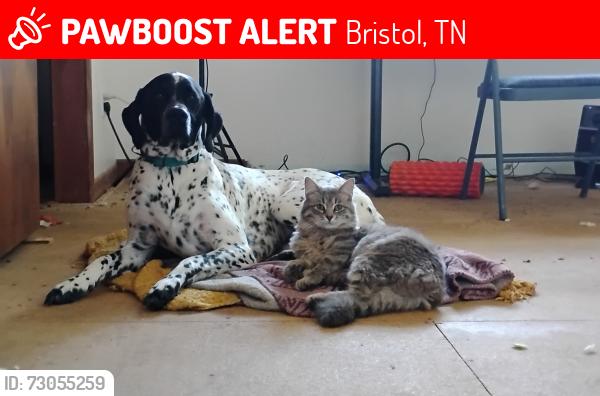 Lost Male Cat last seen Clifton, 13th, Windsor, Ernie Ford Museum, Bristol, TN 37620