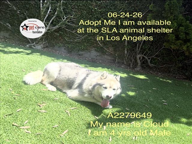 Shelter Stray Male Dog last seen , 1850 W 60th St, Los Angeles, CA 90047, USA