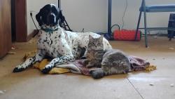 Lost Male Cat last seen Clifton, 13th, Windsor, Ernie Ford Museum, Bristol, TN 37620