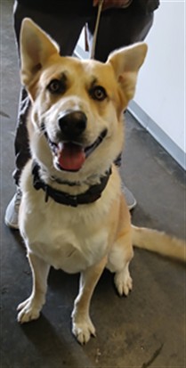 Shelter Stray Male Dog last seen , 1850 W 60th St, Los Angeles, CA 90047, USA