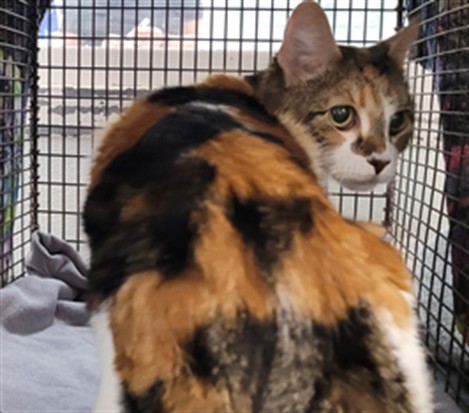 Shelter Stray Female Cat last seen , 1850 W 60th St, Los Angeles, CA 90047, USA