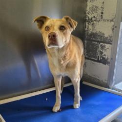 Shelter Stray Male Dog last seen Near BLK NEECE AVE LONG BEACH CA 90805, 7700 E Spring St, Long Beach, CA 90815, USA