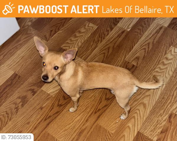 Found/Stray Male Dog last seen Magnolia lake, Lakes Of Bellaire, TX 77083