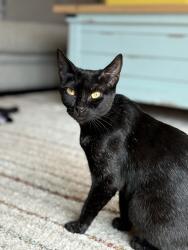 Reunited Female Cat last seen Cardinal St, Lodi, CA 95240