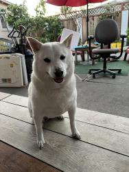 Reunited Female Dog last seen Winton and Hesperian, Hayward, CA 94545