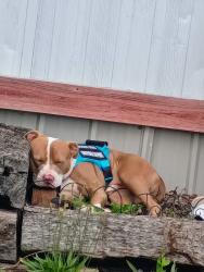 Lost Male Dog last seen Chiefs and royals stadium on the raytown side, Kansas City, MO 64129