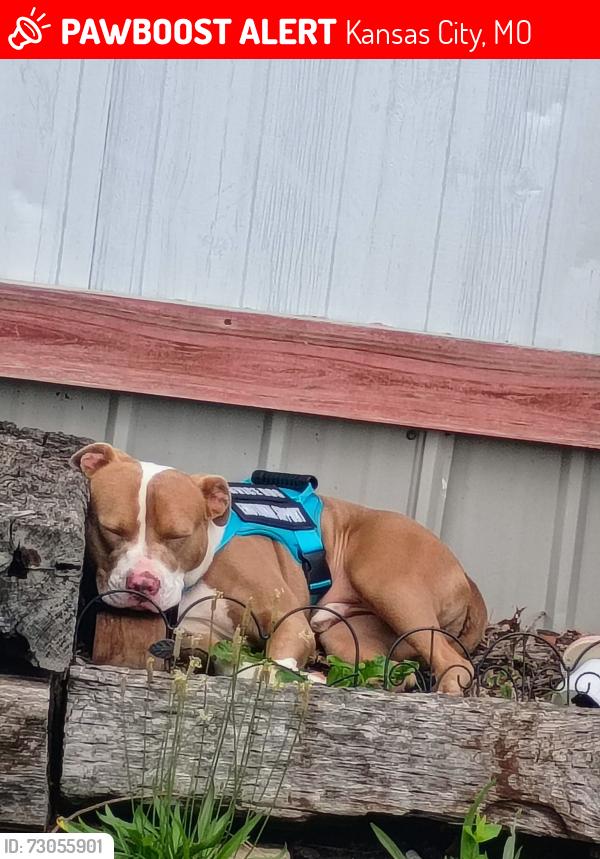 Lost Male Dog last seen Chiefs and royals stadium on the raytown side, Kansas City, MO 64129