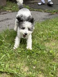 Reunited Unknown Dog last seen Avenue B, near Northside Avenue apmts , Schenectady, NY 12308