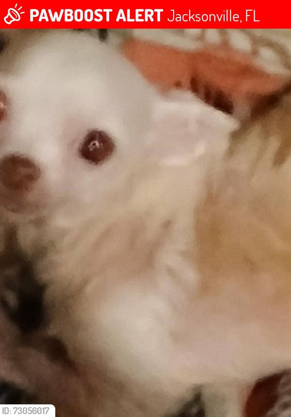 Lost Female Dog last seen Gray st and juna st, Jacksonville, FL 32219