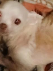 Lost Female Dog last seen Gray st and juna st, Jacksonville, FL 32219