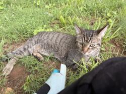 Lost Female Cat last seen Briargreen rd, Huntsville, AL 35802