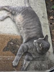 Found/Stray Male Cat last seen Balfour Crescent and Vanier, Kitchener, ON N2C