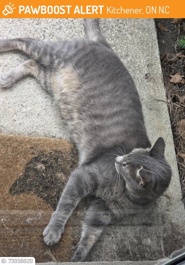 Found/Stray Male Cat last seen Balfour Crescent and Vanier, Kitchener, ON N2C