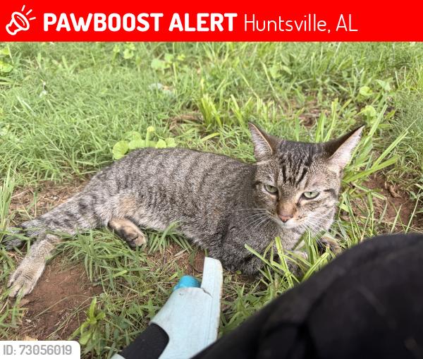 Lost Female Cat last seen Briargreen rd, Huntsville, AL 35802