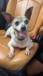 Found/Stray Male Dog last seen Nwa Hideaway RV park, Washington County, AR 72764