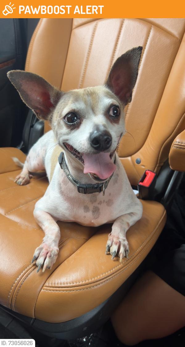 Found/Stray Male Dog last seen Nwa Hideaway RV park, Washington County, AR 72764
