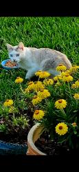 Found/Stray Unknown Cat last seen Granny Avenue , Norfolk, VA 23505