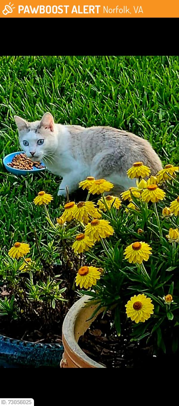 Found/Stray Unknown Cat last seen Granny Avenue , Norfolk, VA 23505