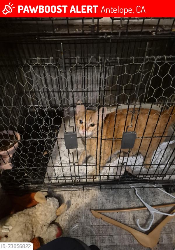Lost Male Cat last seen The arbours housing community, Antelope, CA 95843