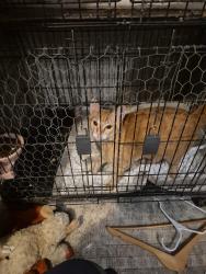 Lost Male Cat last seen The arbours housing community, Antelope, CA 95843