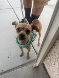 Found/Stray Male Dog last seen Lamb and carey, Sunrise Manor, NV 89115