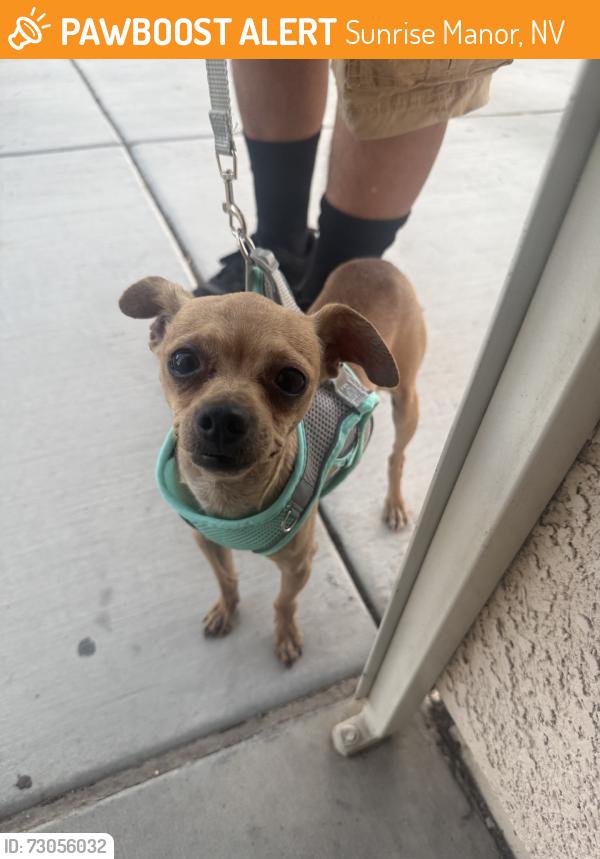 Found/Stray Male Dog last seen Lamb and carey, Sunrise Manor, NV 89115