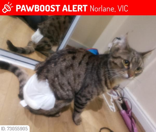 Lost Male Cat last seen Robin ave shopping centre, Norlane, VIC 3214