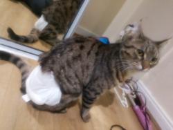 Lost Male Cat last seen Robin ave shopping centre, Norlane, VIC 3214
