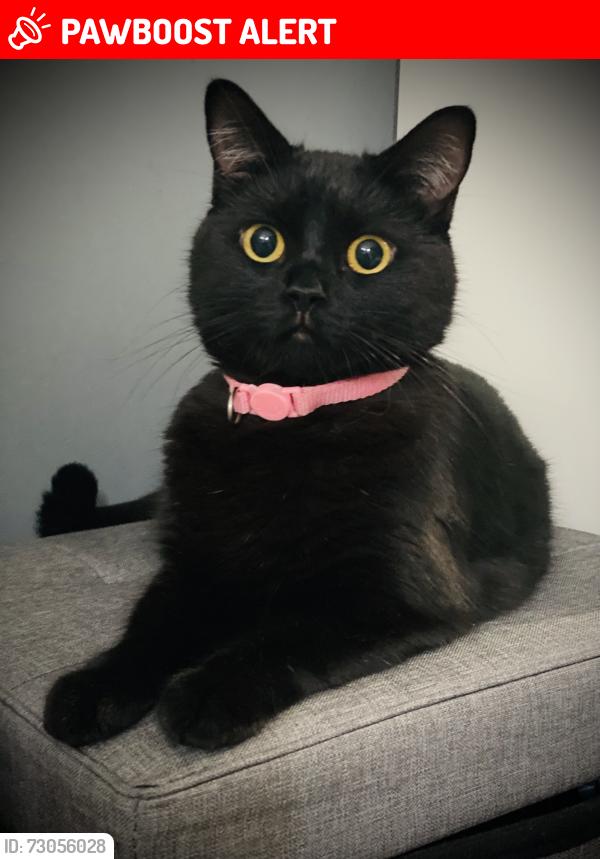 Lost Female Cat last seen Stillness road, Greater London, England 
