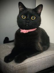 Lost Female Cat last seen Stillness road, Greater London, England 