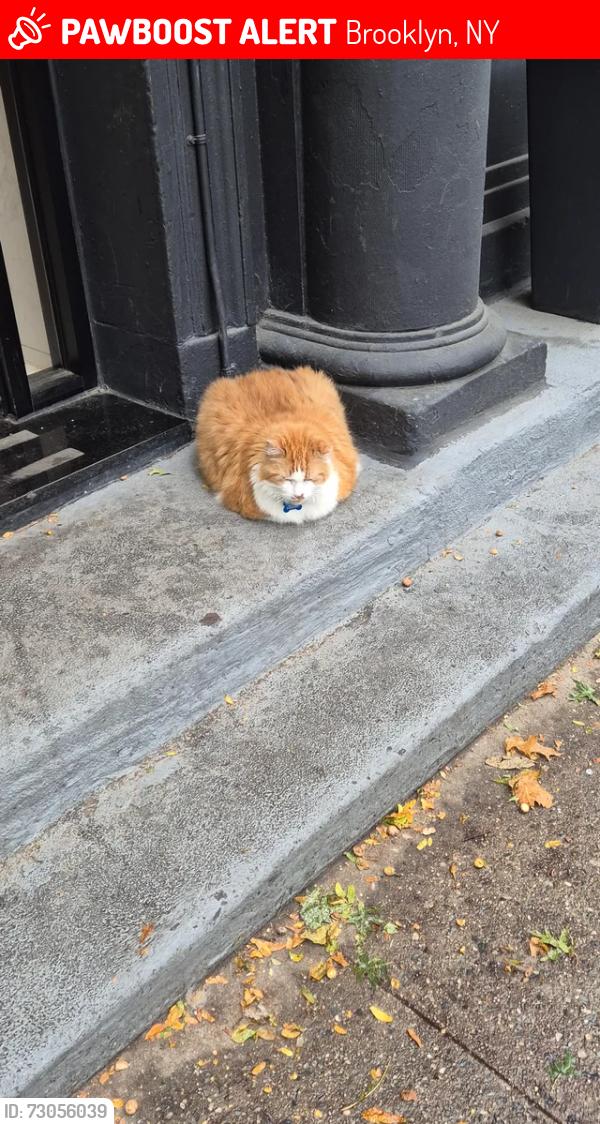 Lost Male Cat last seen Near 6th ave, Brooklyn, NY 11217