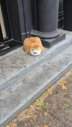Lost Male Cat last seen Near 6th ave, Brooklyn, NY 11217