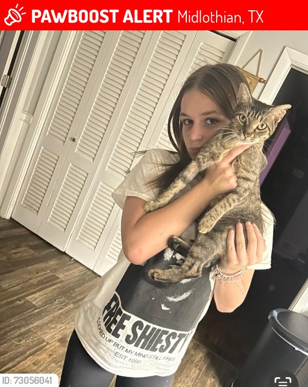 Lost Female Cat last seen Harvest hill. Cotton Creek Ranch, Midlothian, TX 76065