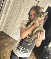 Lost Female Cat last seen Harvest hill. Cotton Creek Ranch, Midlothian, TX 76065