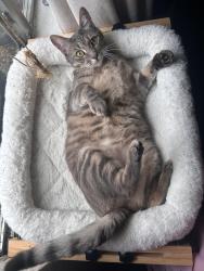 Lost Female Cat last seen Greens Rd, Houston, TX 77060
