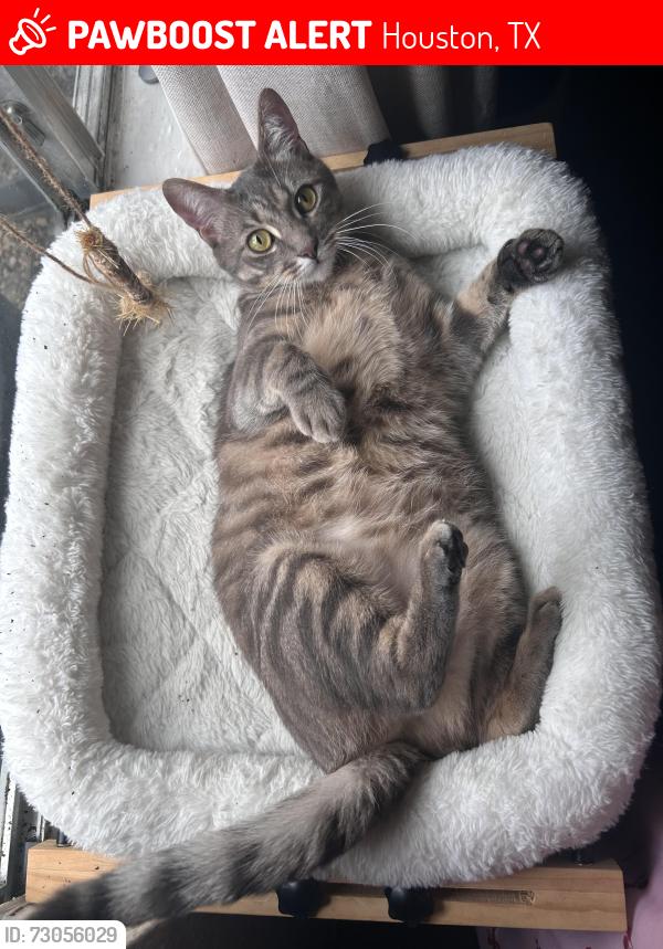 Lost Female Cat last seen Greens Rd, Houston, TX 77060