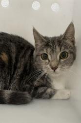 Shelter Stray Female Cat last seen E 23rd St & Cokesbury Ave, 21218, MD, 301 Stockholm St, Baltimore, MD 21230, USA