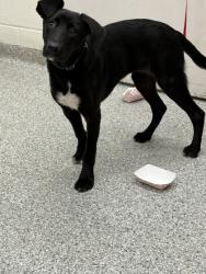 Shelter Stray Female Dog last seen Near Elston Turner Dr 101, City of Knoxville ASO, TN, 3201 Division St, Knoxville, TN 37919, USA