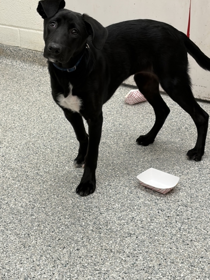 Shelter Stray Female Dog last seen Near Elston Turner Dr 101, City of Knoxville ASO, TN, 3201 Division St, Knoxville, TN 37919, USA