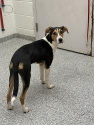 Shelter Stray Female Dog last seen Near Spring St, Knox County GP, TN, 3201 Division St, Knoxville, TN 37919, USA