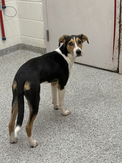 Shelter Stray Female Dog last seen Near Spring St, Knox County GP, TN, 3201 Division St, Knoxville, TN 37919, USA