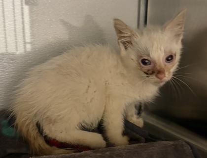 Shelter Stray Male Cat last seen Hoyles Woods Trl, County/Unicorporated, NC, 1491 Business Park Ct, Gastonia, NC 28052, USA