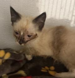 Shelter Stray Male Cat last seen Hoyles Woods Trl, County/Unicorporated, NC, 1491 Business Park Ct, Gastonia, NC 28052, USA