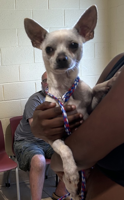 Shelter Stray Male Dog last seen Stuart Gardens, Newport News, VA, 5843 Jefferson Ave, Newport News, VA 23605, USA