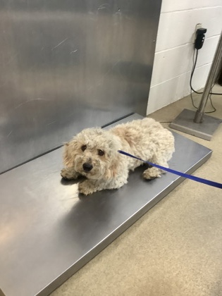 Shelter Stray Male Dog last seen Near STEWART ST, Central District, TX, 355 Hillshire Dr, Haslet, TX 76052, USA